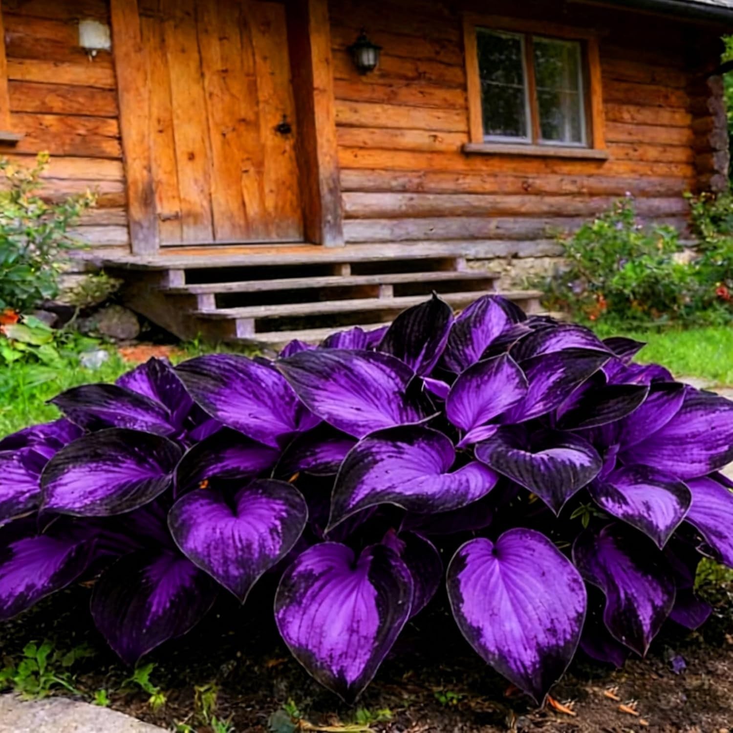 Diverse Rare Hosta Seeds for Planting – 200+pcs Fragrant Perennials for Shade