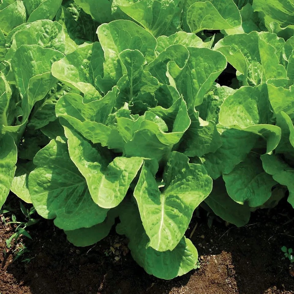 Jericho Romaine Lettuce Seeds, NON-GMO, Free Shipping!