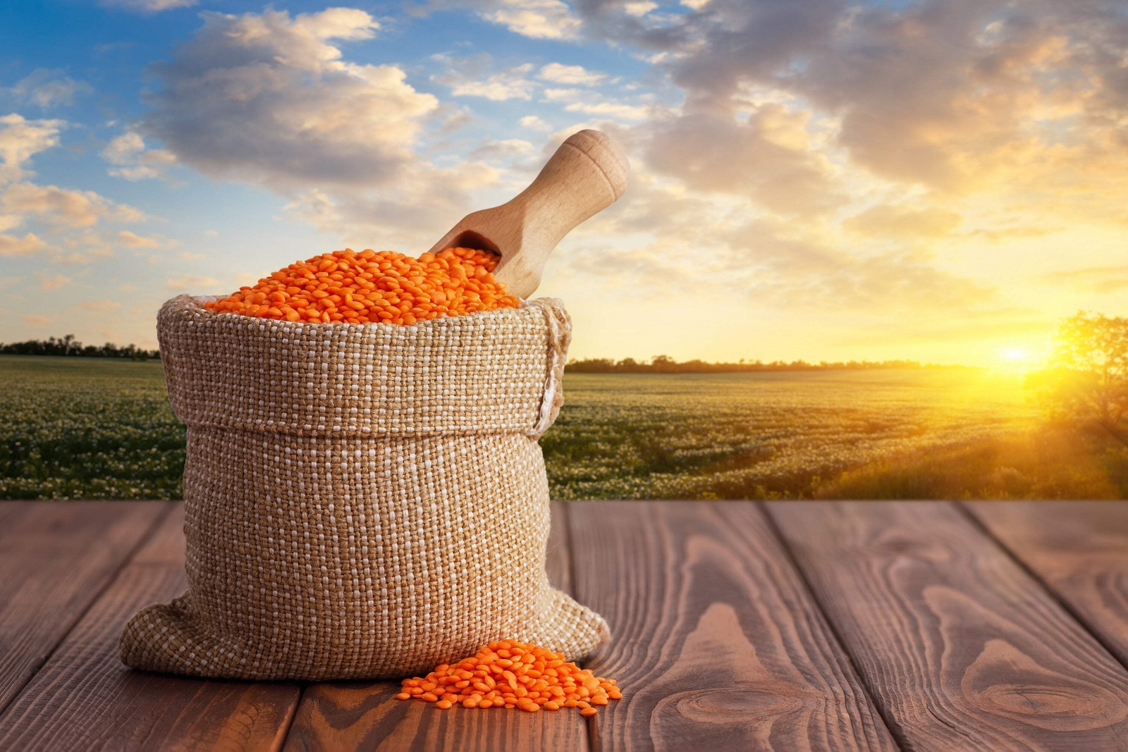 100 RED LENTIL Lens Culinaris Vegetable Seeds *Combined Shipping