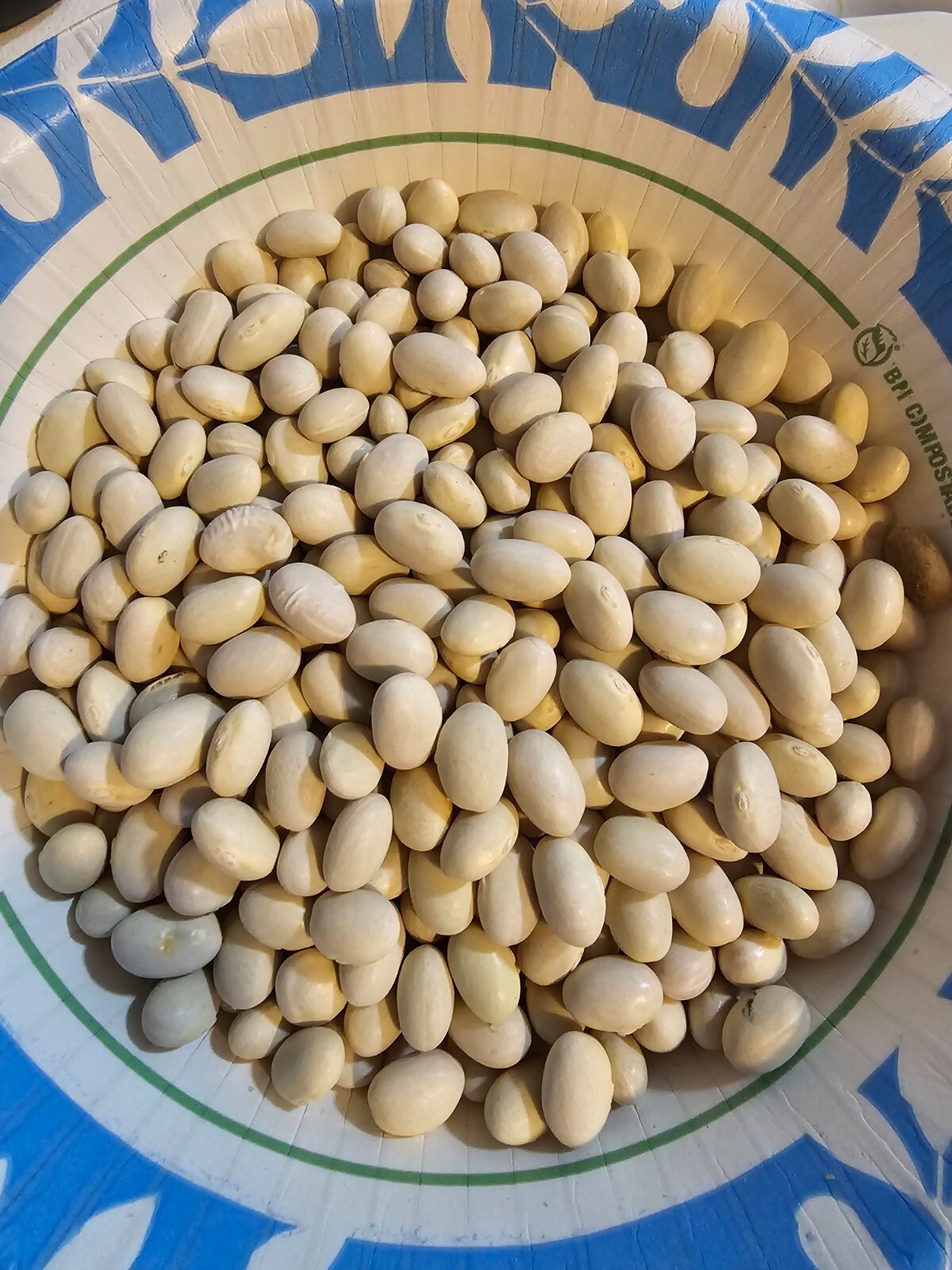 1/2 Pound Navajo Bean Seed (Approximately 400 seed)