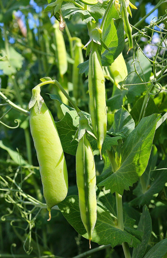 20+Super Sugar Snap Pea Seeds Green Sweet pea Garden Pea Heirloom Fresh USA