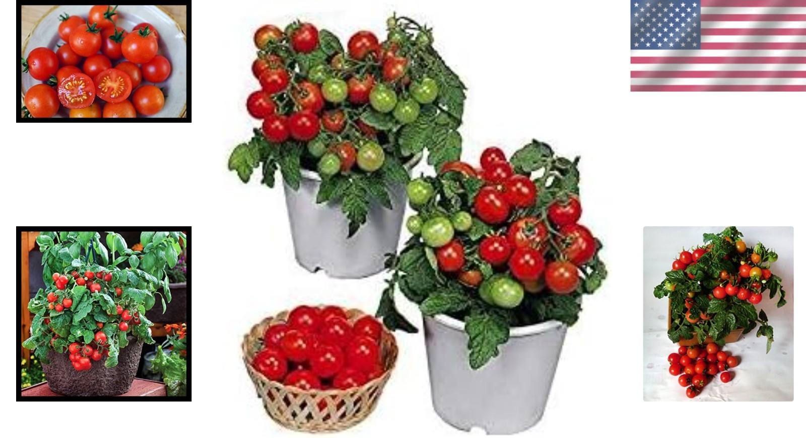 Heirloom Dwarf Red Robin Tomato Seeds – 30 Count, Easy to Grow in Containers