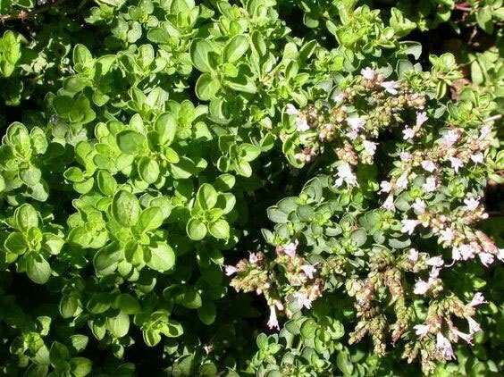 Origanum vulgare Hirtum | Greek Oregano | 200_Seeds