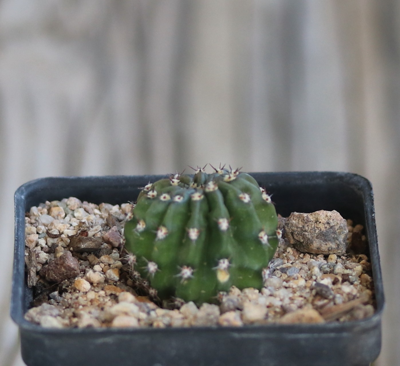 Echinopsis hybrid ‘Meru’