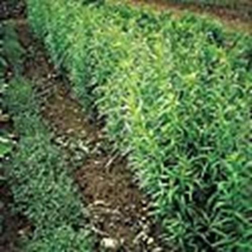 Russian Tarragon Seeds (((25 Seed Packet))) (More Heirloom, Organic, Non GMO, Ve