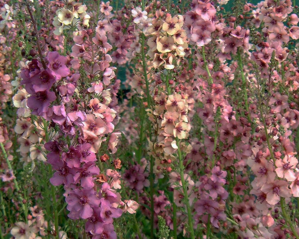 Verbascum Mix – Purple Mullein – 100 Seeds – Medicinal Herb Seeds – Non-GMO