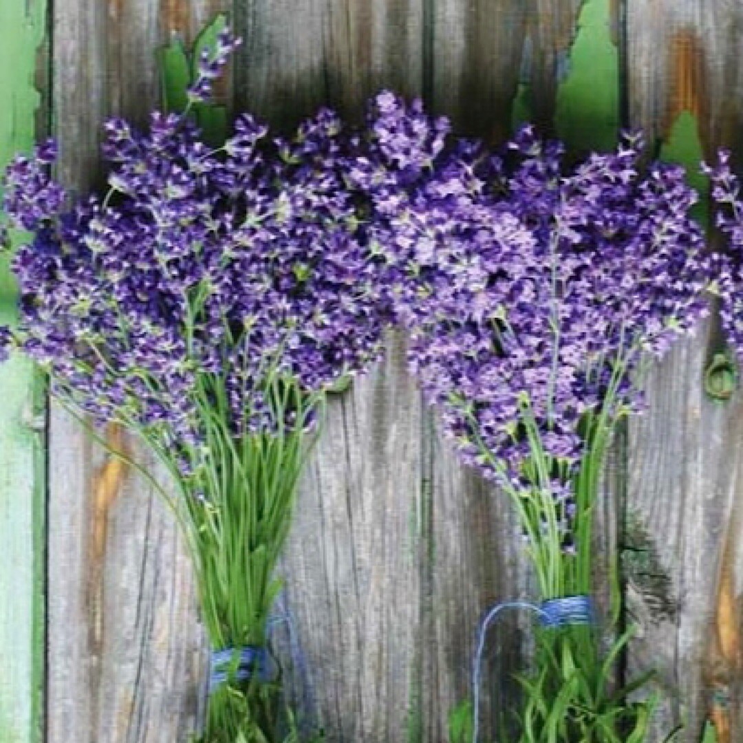 10,825 Herb Seeds 12 Varieties Pack – Mint / Lavender / Thyme / Rosemary & More