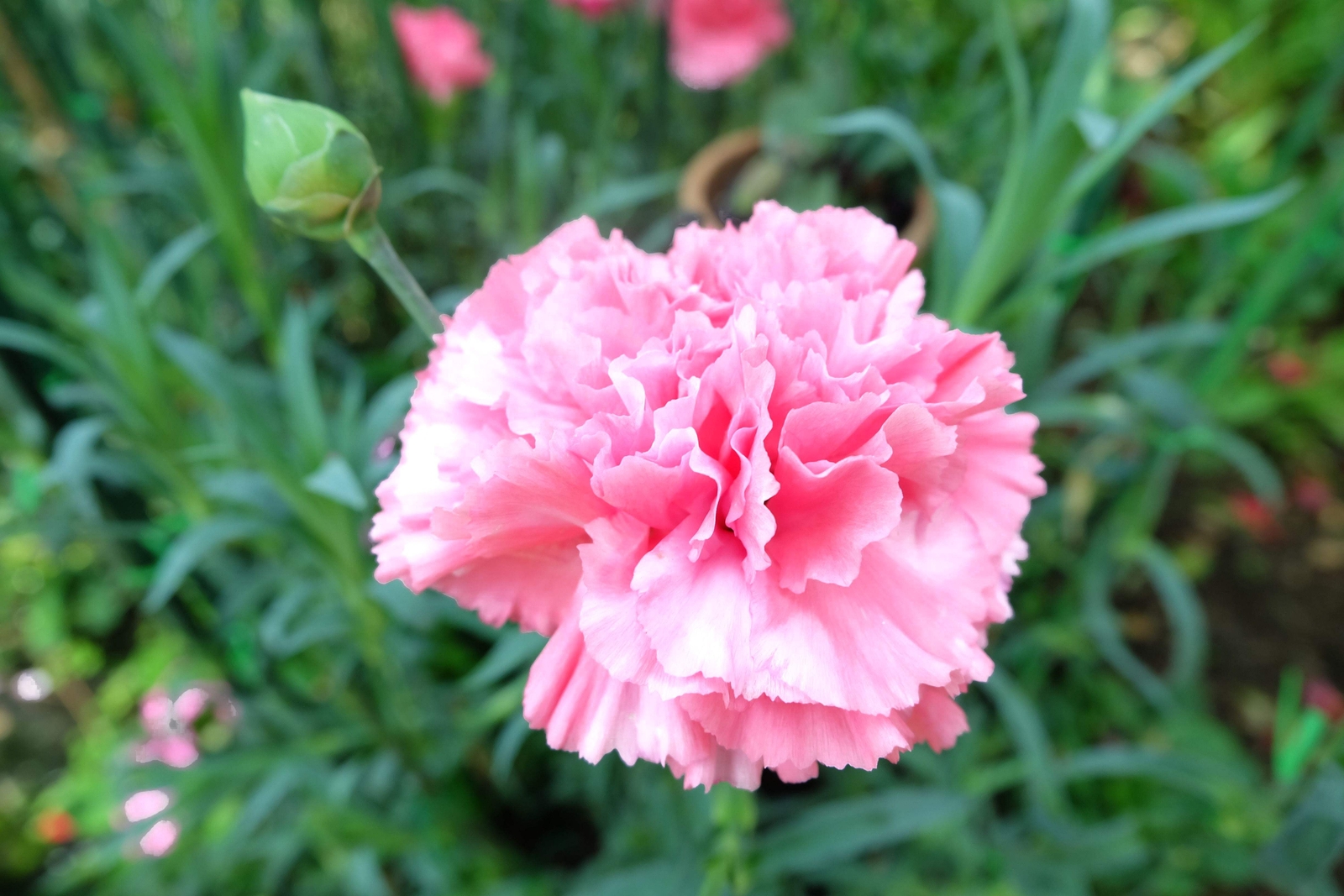 50 La France PINK CARNATION Dianthus Caryophyllus Chabaud Flower Seeds *Comb S/H