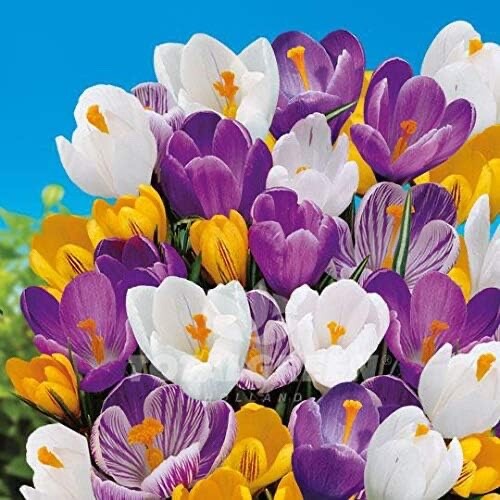 Crocus Species Mix Perennial Bulb Mix Purple White Yellow