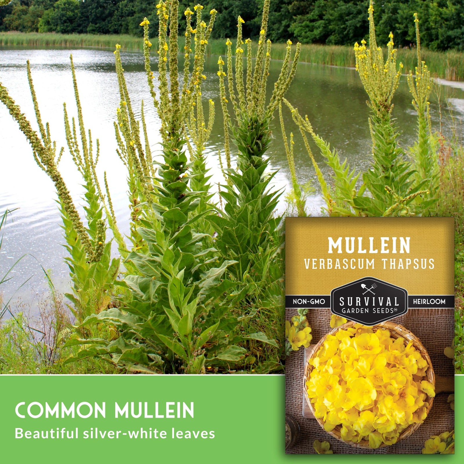 Mullein Seeds for Planting Verbascum Thapsus Medicinal Biennial Herb with Ta…