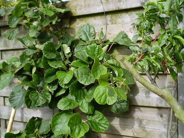 Actinidia deliciosa | Chinese Gooseberry | Kiwi Fruit | 10 Seeds