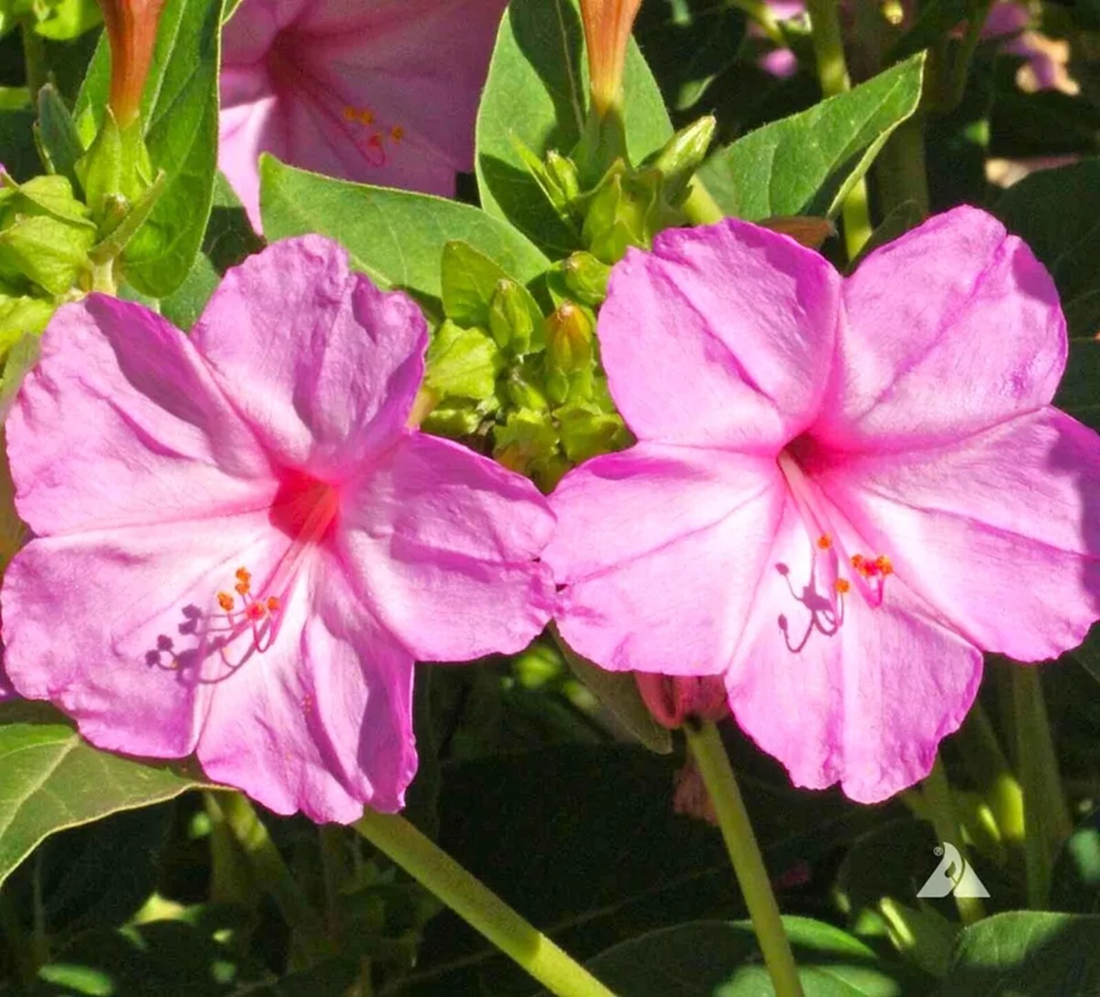 25 Baby Pink 4 O’Clock Seeds Fragrant Flowers Perennial Seed Mirabilis Jalapa