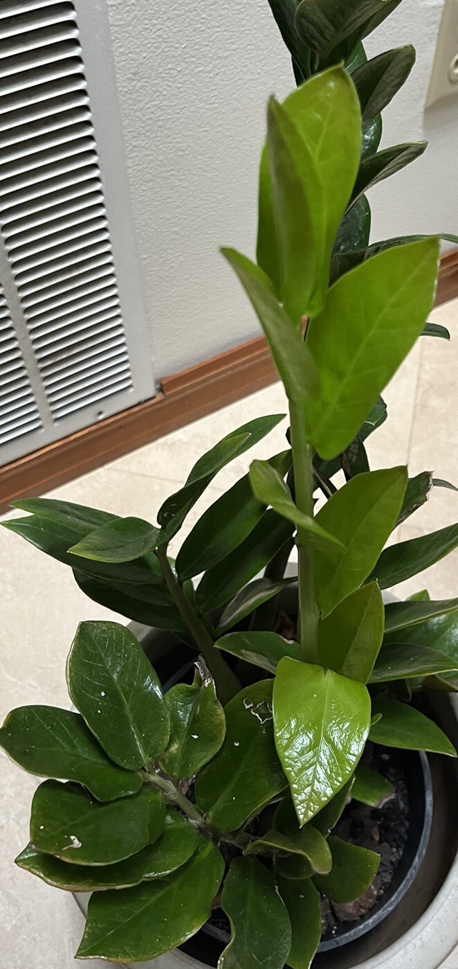 Zamioculcas Zamiifolia 2 Plants in 6″Pots Indoor Zz Plant. Home or Office Décor