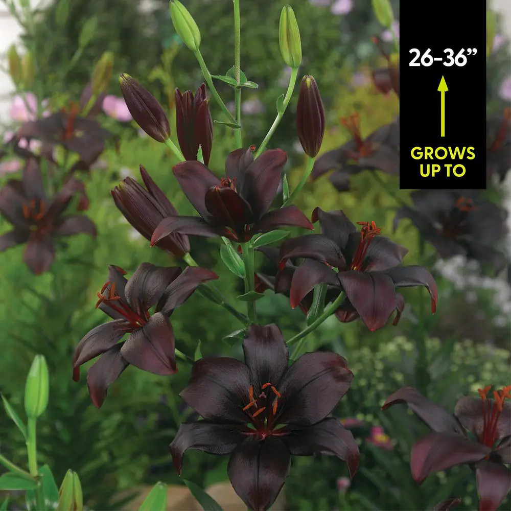Lilies Asiatic Black Charm Bulbs (7-Pack)