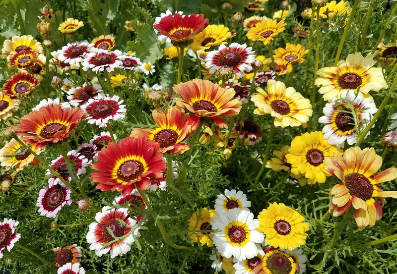 201+CHRYSANTHEMUM Painted Daisy Mix Seeds White Purple Red Yellow Patio/Garden