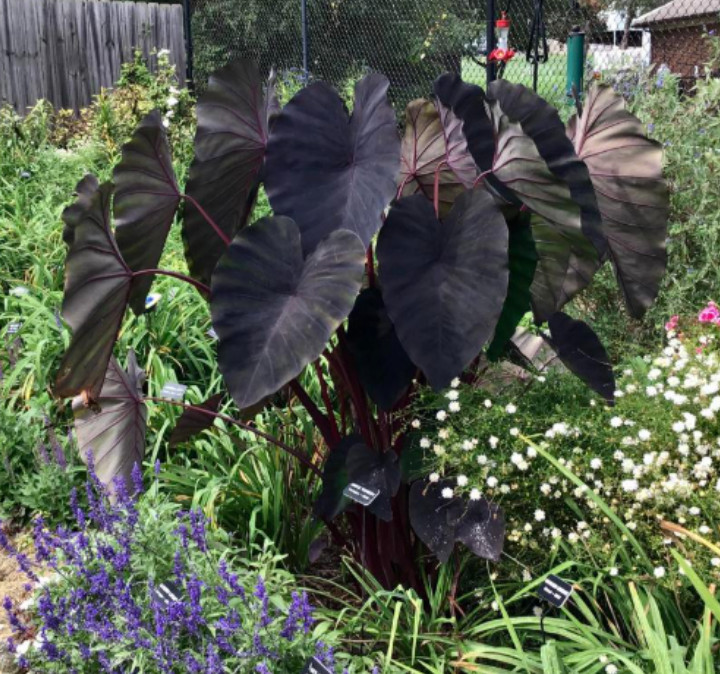 Black Ruffle Colocasia Live Plant – 5-10″ Tall – Dark Elephant Ear Tropical