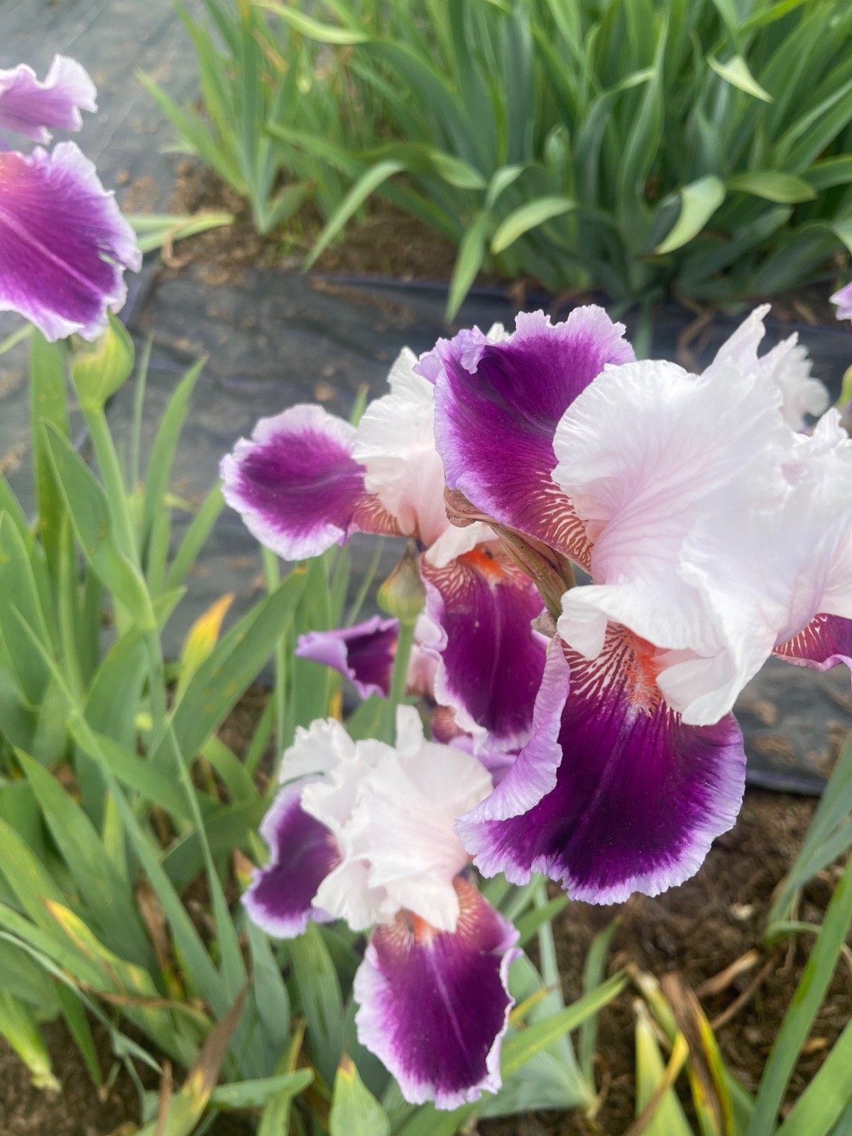 10 Fresh Dug Iris Rhizomes – Mixed Colors & Varieties