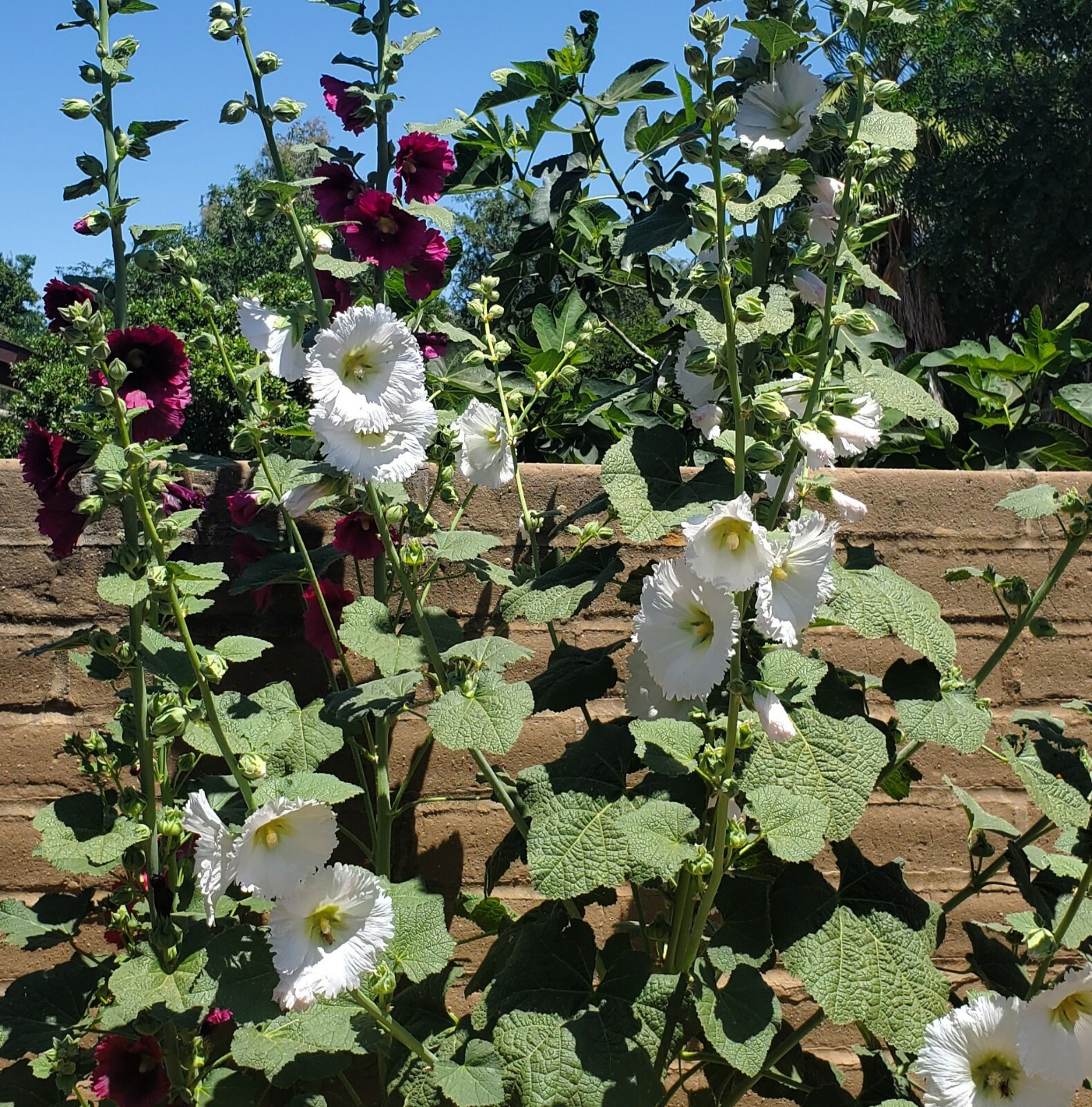100 HOLLYHOCK  Flower Seeds Tall Beautiful Wildflowers Mystery Mixture Colors