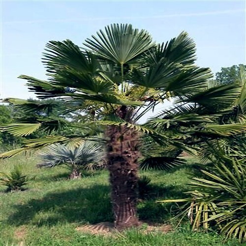 10 WINDMILL FAN PALM Tree Seeds Trachycarpus Fortunei MOST COLD HARDY Palm Plant