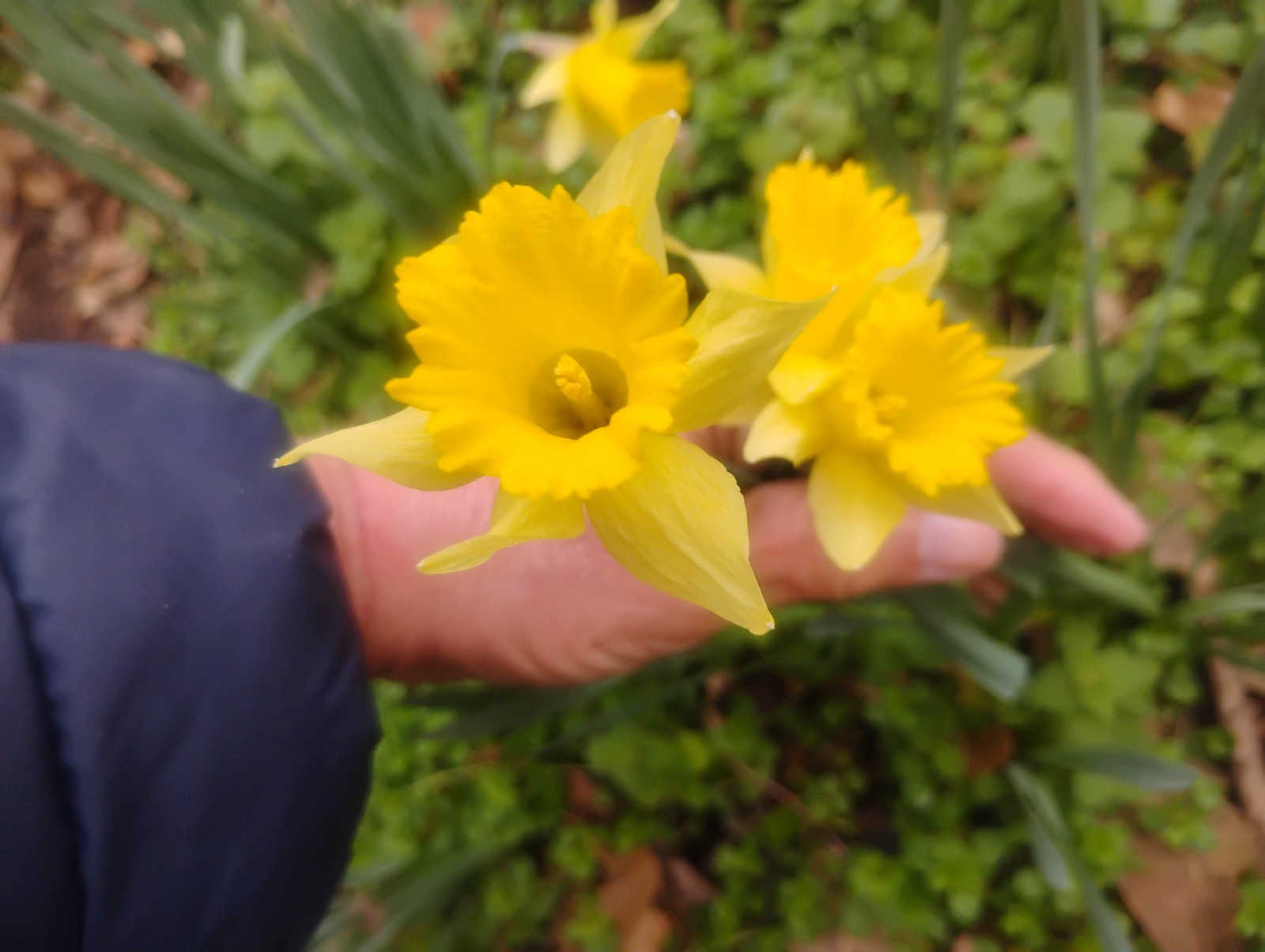 BARGAIN SET 20, 10 FEBRUARY GOLD 10 ASSORTED COLOR DAFFODILS LONG LIVED MULTIP.