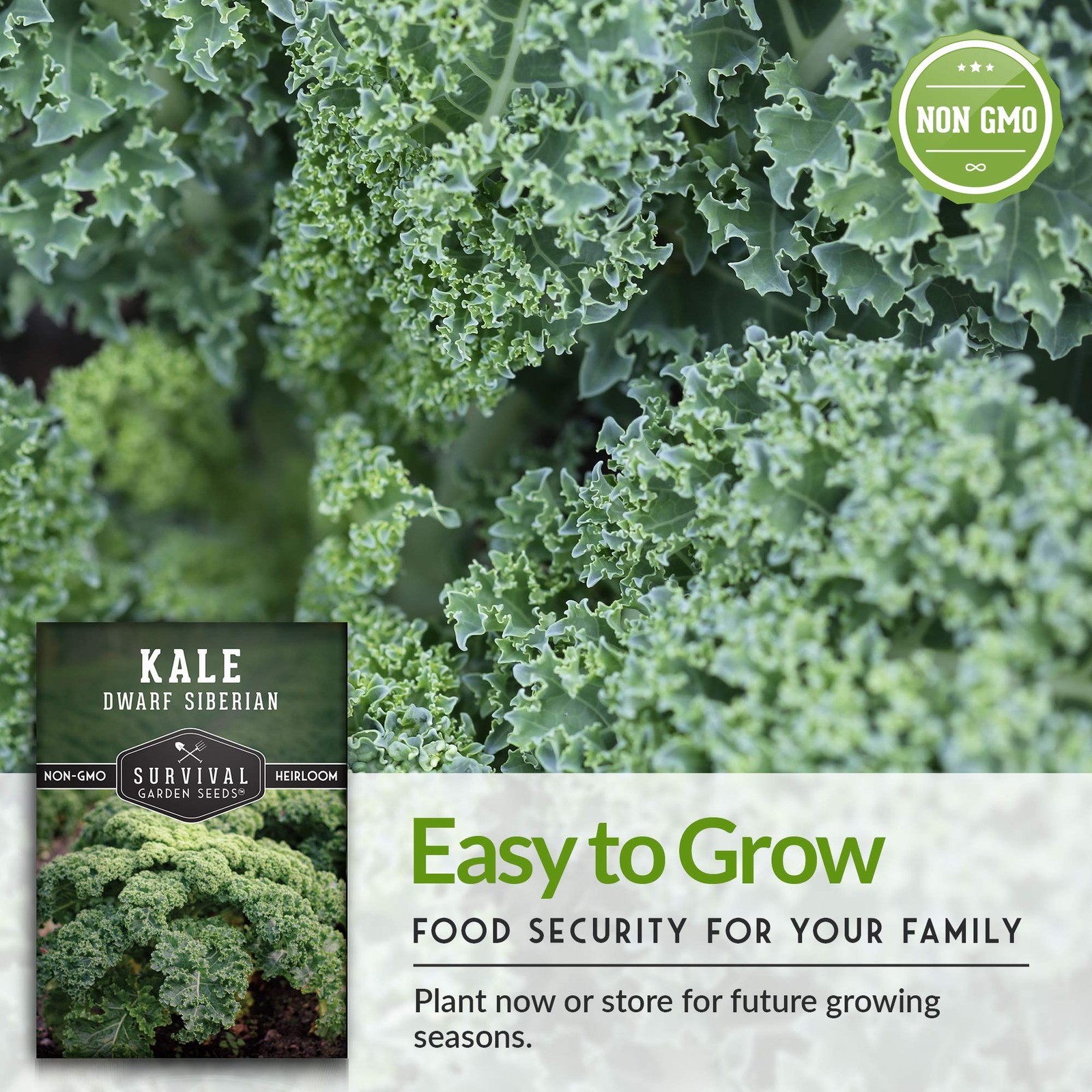 Dwarf Siberian Kale Seeds – Heirloom Baby Kale – Cold Hardy, Heat Tolerant –