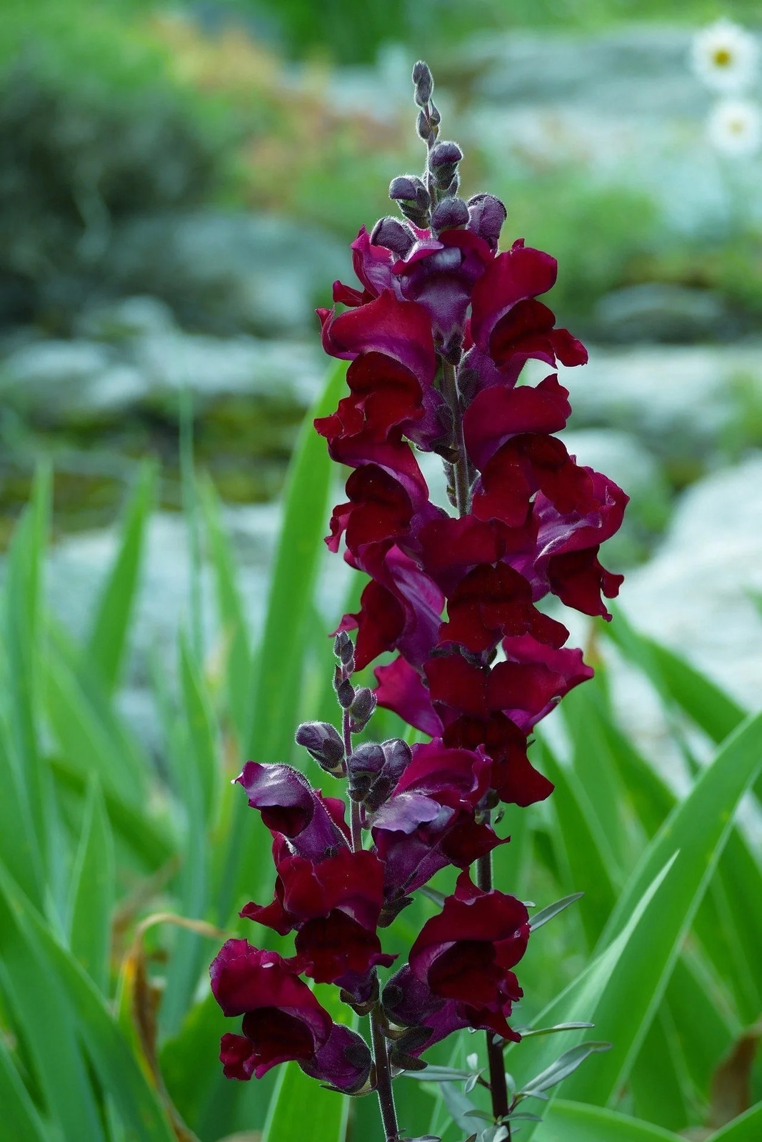 250 WELCOME SNAPDRAGON Antirrhinum Majus Dark Crimson Near Black Flower Seeds