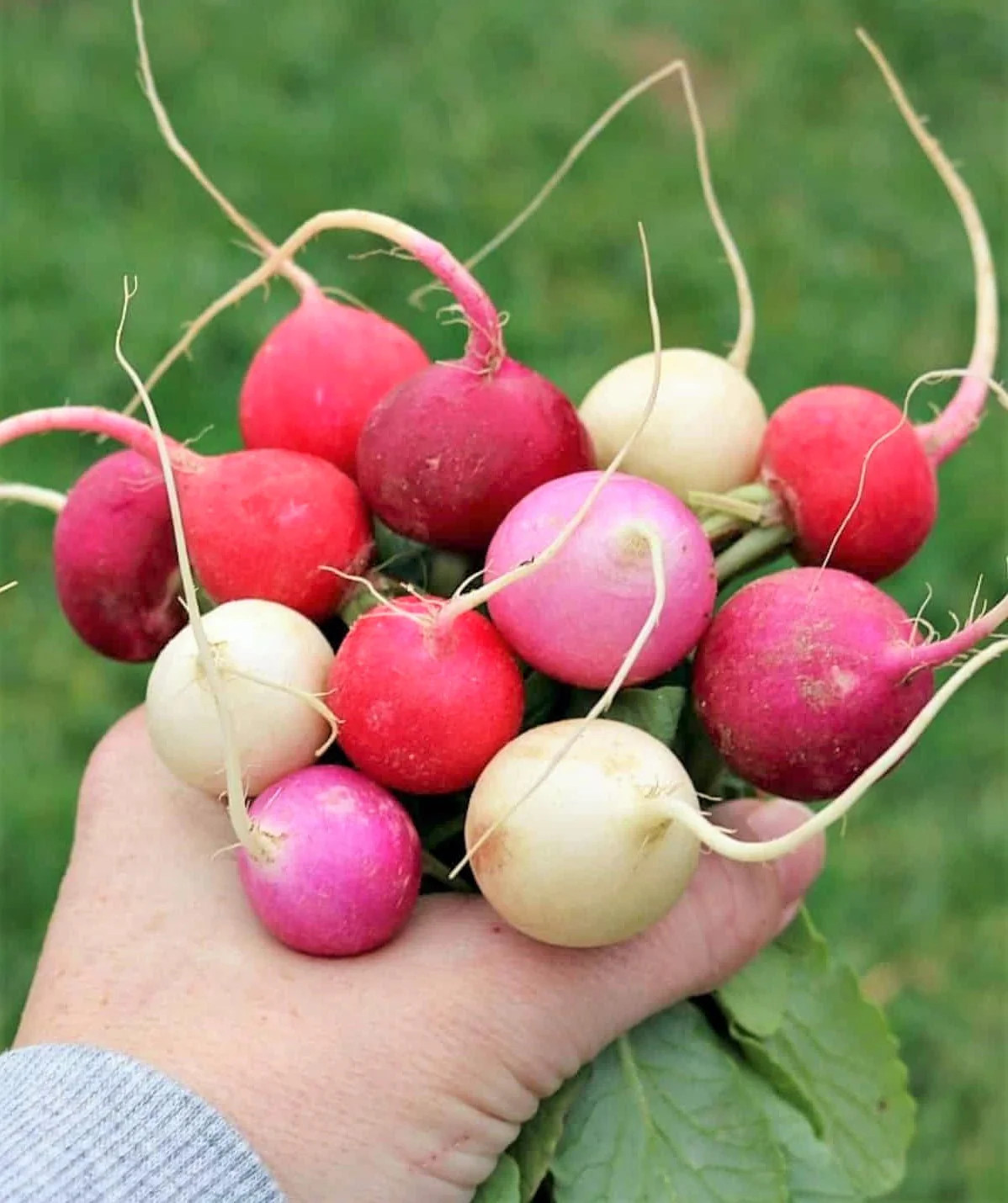 Easter Egg Mix Radish Seeds | Rainbow Radishes USA Garden Vegetable Seed 2024