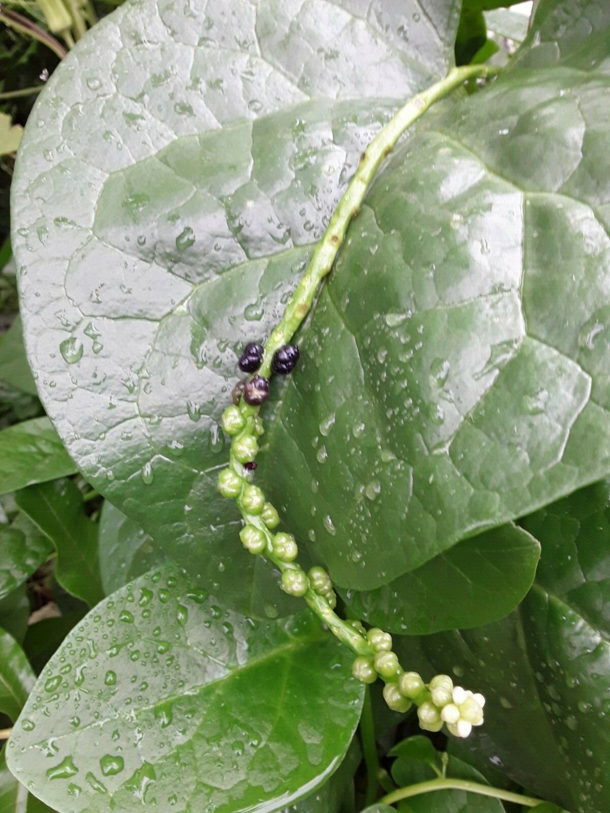 155+ Green Stem Malabar Alugbati Mong Toi Poi Sang Ceylon Seeds No Pesticides