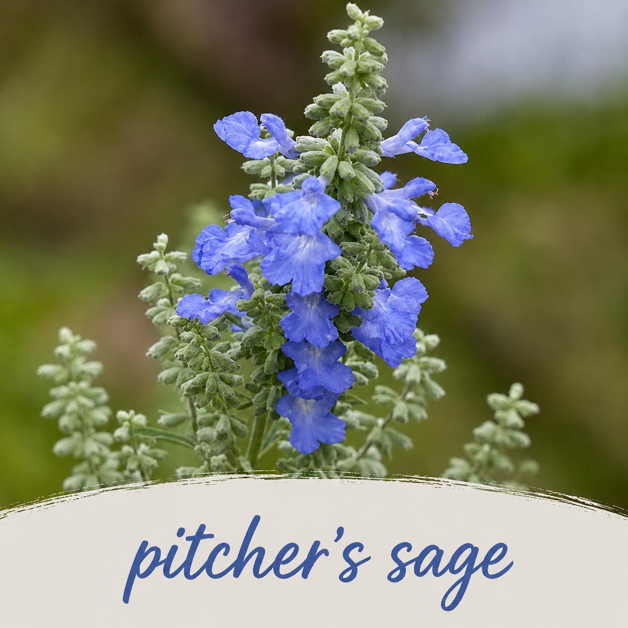 Backyard Bird Wildflower Bundle | Tall & Short Mini Mixes | Prairie Legacy Inc.
