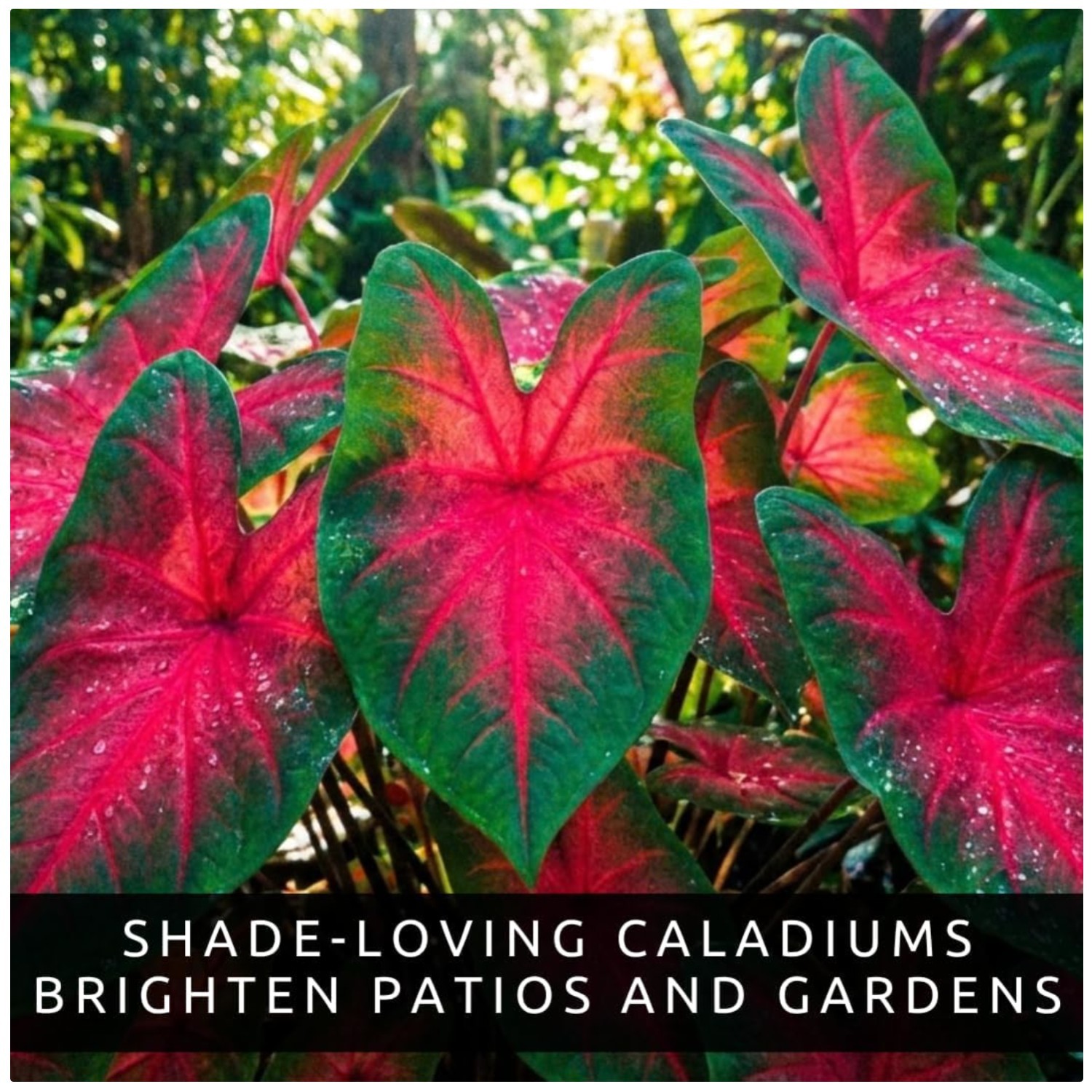 Caladium Buck Bulbs – Elegance for Shady Gardens