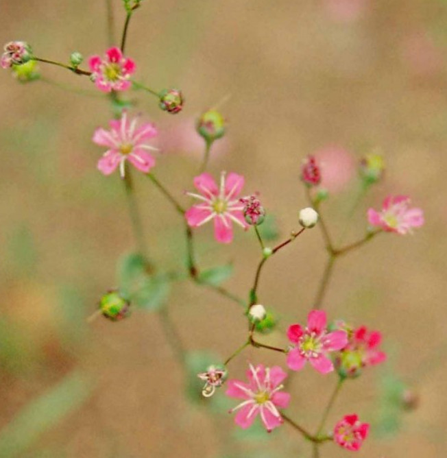 Baby’s Breath DEEP CARMINE Crimson Red Flowers Pollinators Non-GMO 1000+ Seeds!