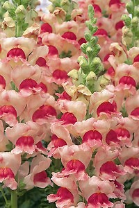 Snapdragon Potomac GF3-4 Appleblossom 500 seeds