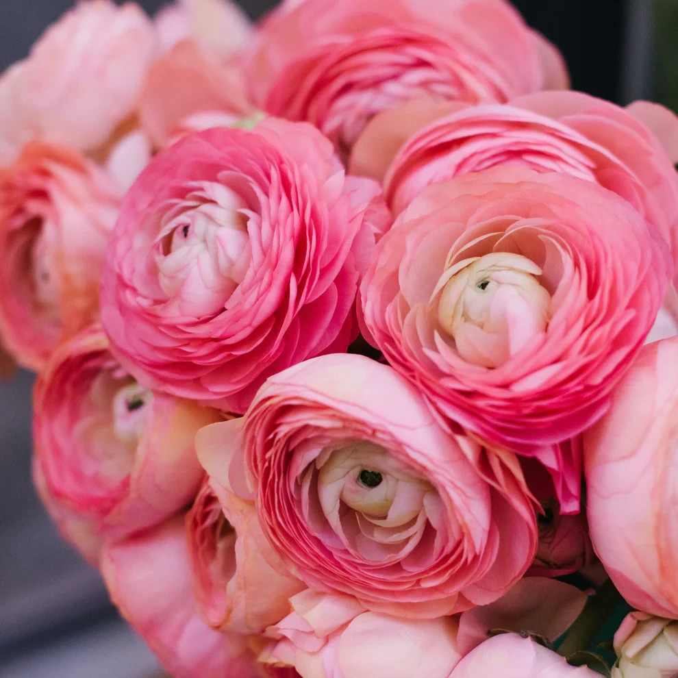 Ranunculus PINK 15 Bulbs Persian Buttercup Peony Rose 7+ Corms Wedding Flowers