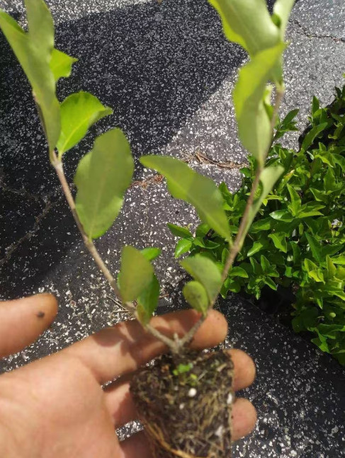 Barbados Cherry Live Plant – 4-6″ Tall – Tropical Fruit Tree for Fresh Eating