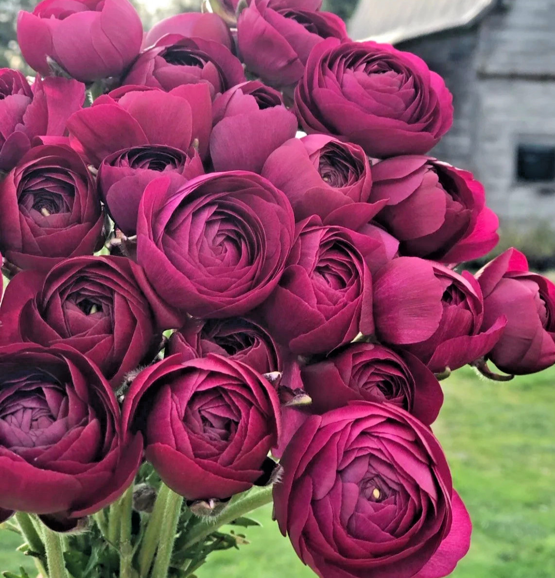 🌸 50 PURPLE Ranunculus Seeds – Double Bloom Buttercups | Vibrant Spring Flowers