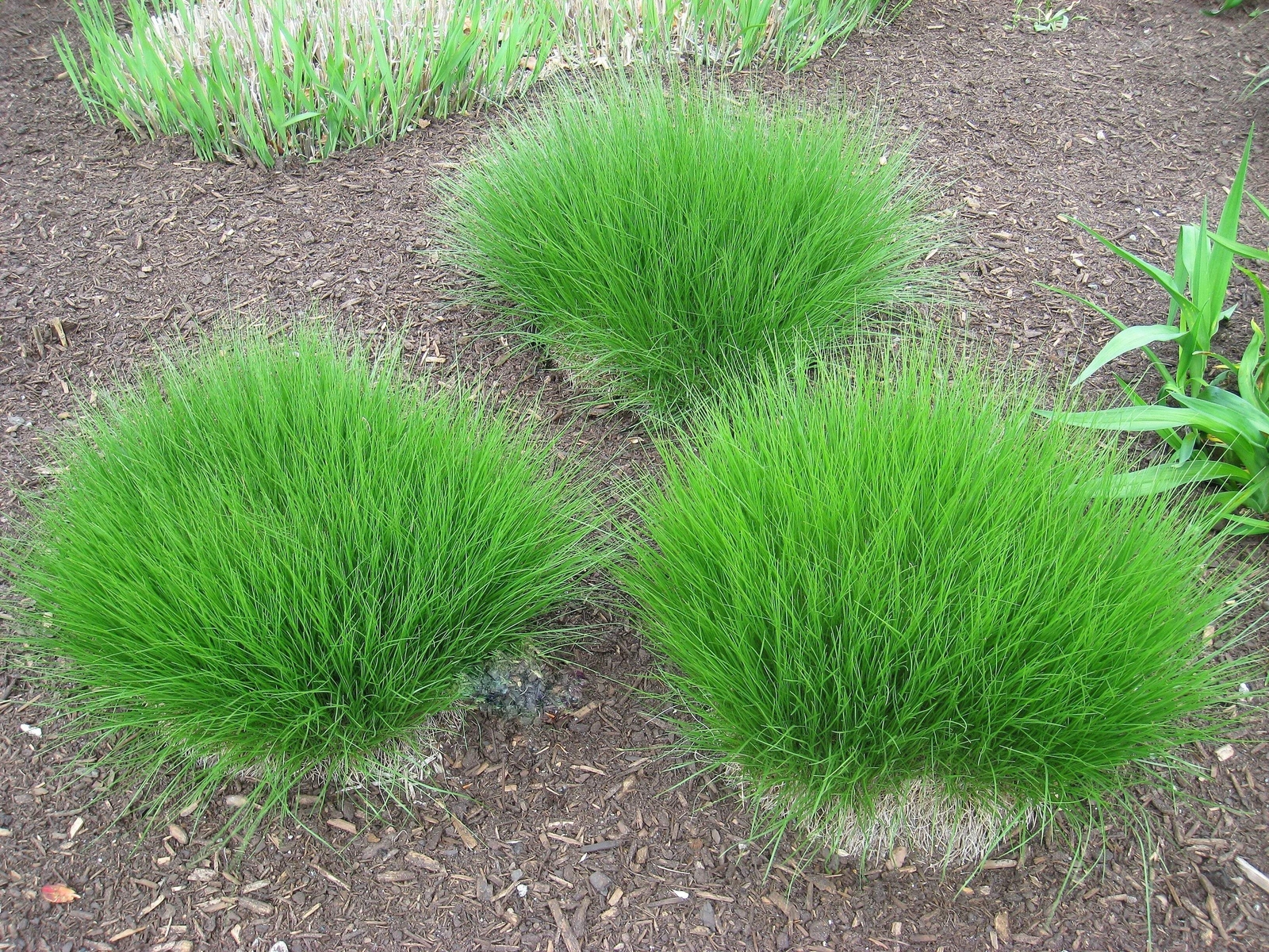 200 PRAIRIE DROPSEED Ornamental Native Grass Sporobolus Heterolepis Seeds