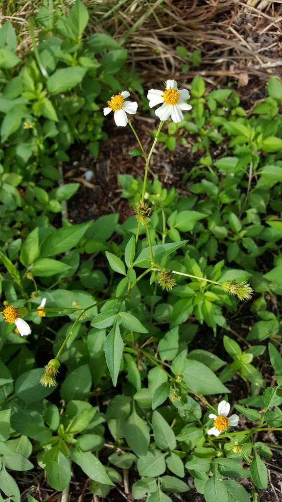 25+ SPANISH NEEDLES * BIDENS ALBA SEEDS * Pollinator Garden * Bee & Butterfly