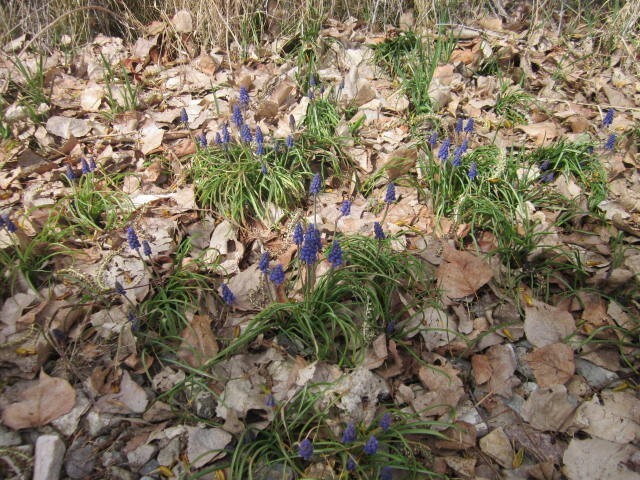 Grape hyacinth (Muscari armeniacum) – ornamental edible flower – 50 bulbs