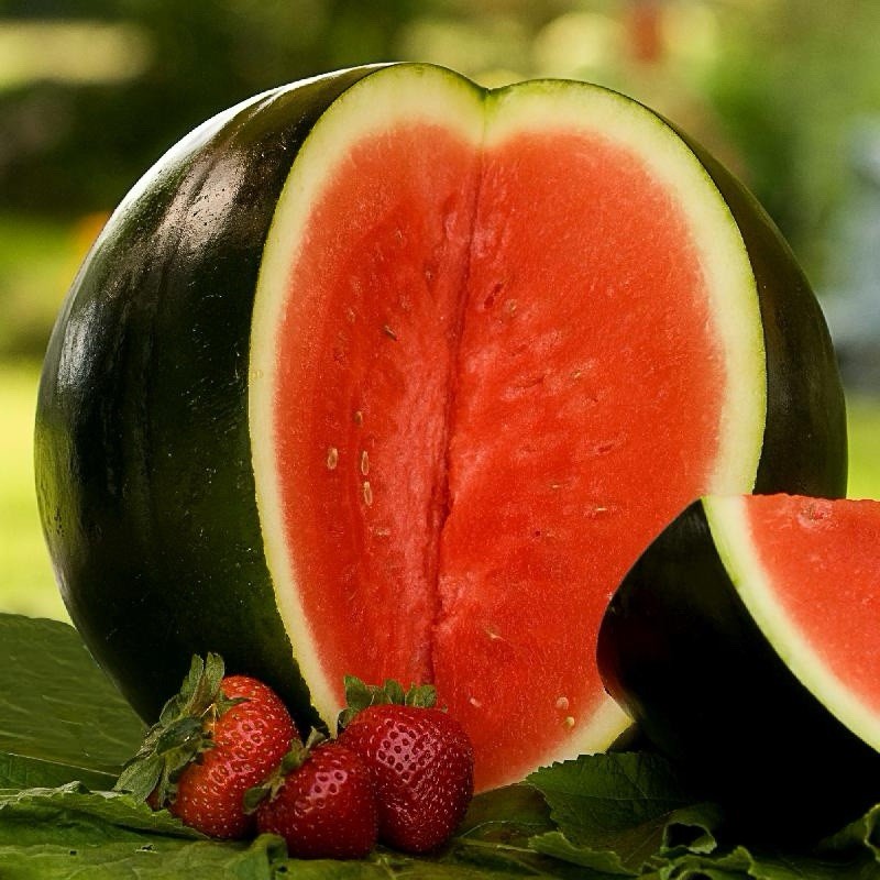 Black Diamond Watermelon Live Plant 🌱