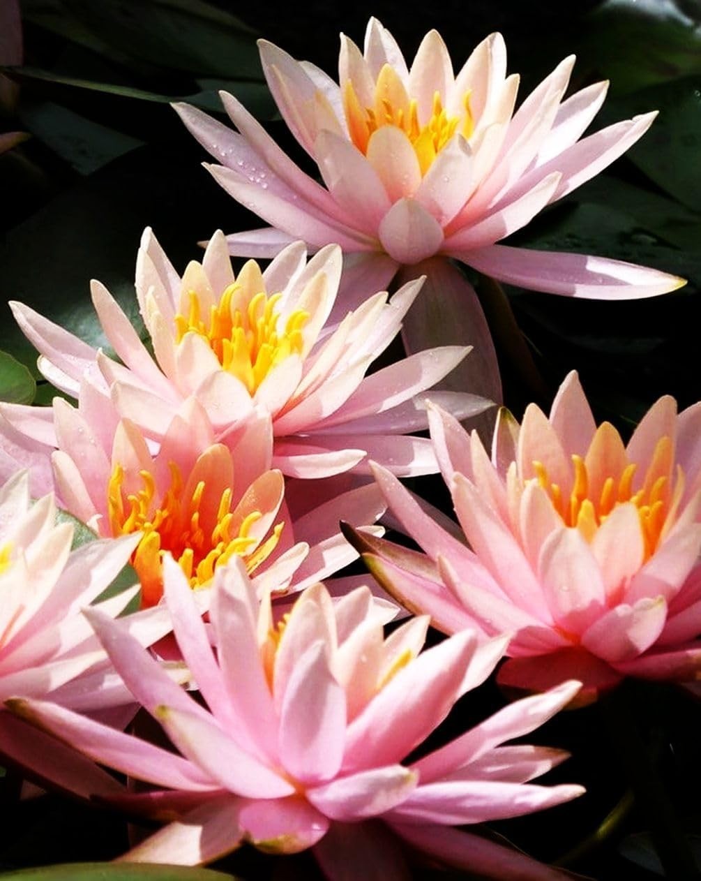 30 PCS Non-GMO Bowl Lotus Seeds – Vibrant Pink, Purple & Red Aquatic Flowers