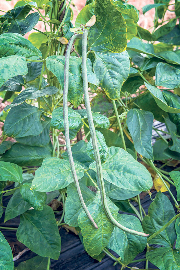 Yard Long Bean Seeds | USA Asparagus Green Asian Seed (Đậu Đũa Ngọt)