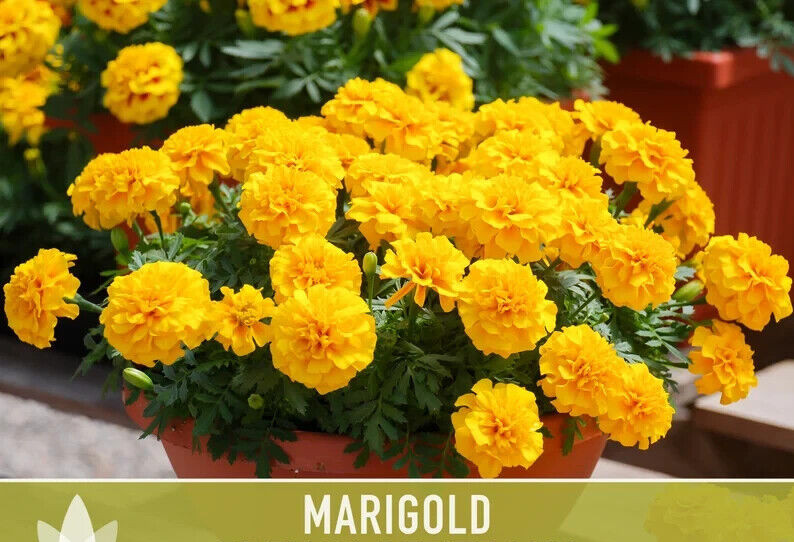 300+ FRENCH SPARKY Dwarf Marigold Mix~Orange, Yellow, Red Non-GMO Heirloom Seeds