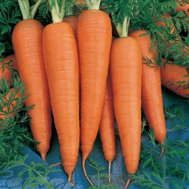 Danvers 126 Half Long Carrot Seeds, NON-GMO, Heirloom, Variety Sizes, FREE SHIP