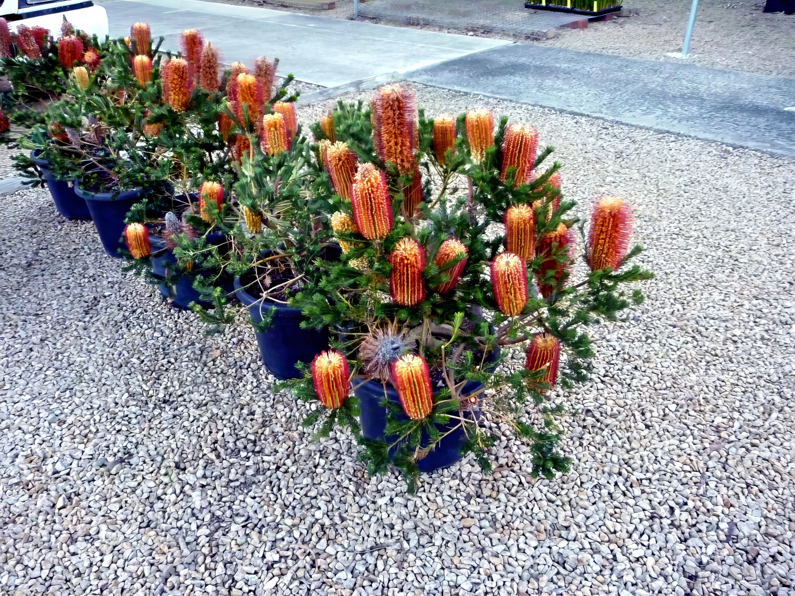 10 Lantern Banksia Tree Seeds “Fireworks” Exotic Flowering House Plant RARE