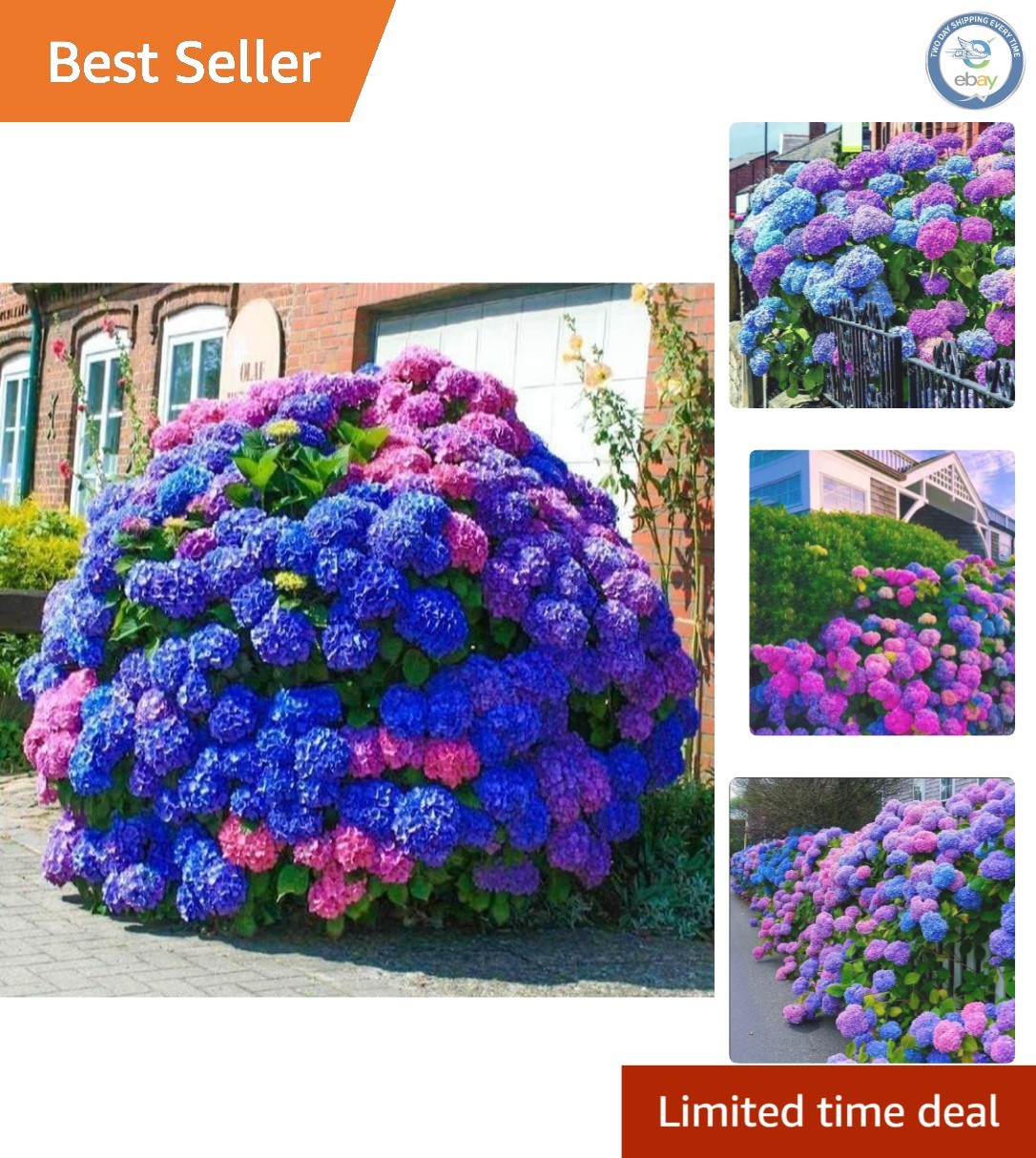 Stunning 35pcs Hydrangea Seeds: Grow Beautiful Blue, Pink, and Purple Perennials