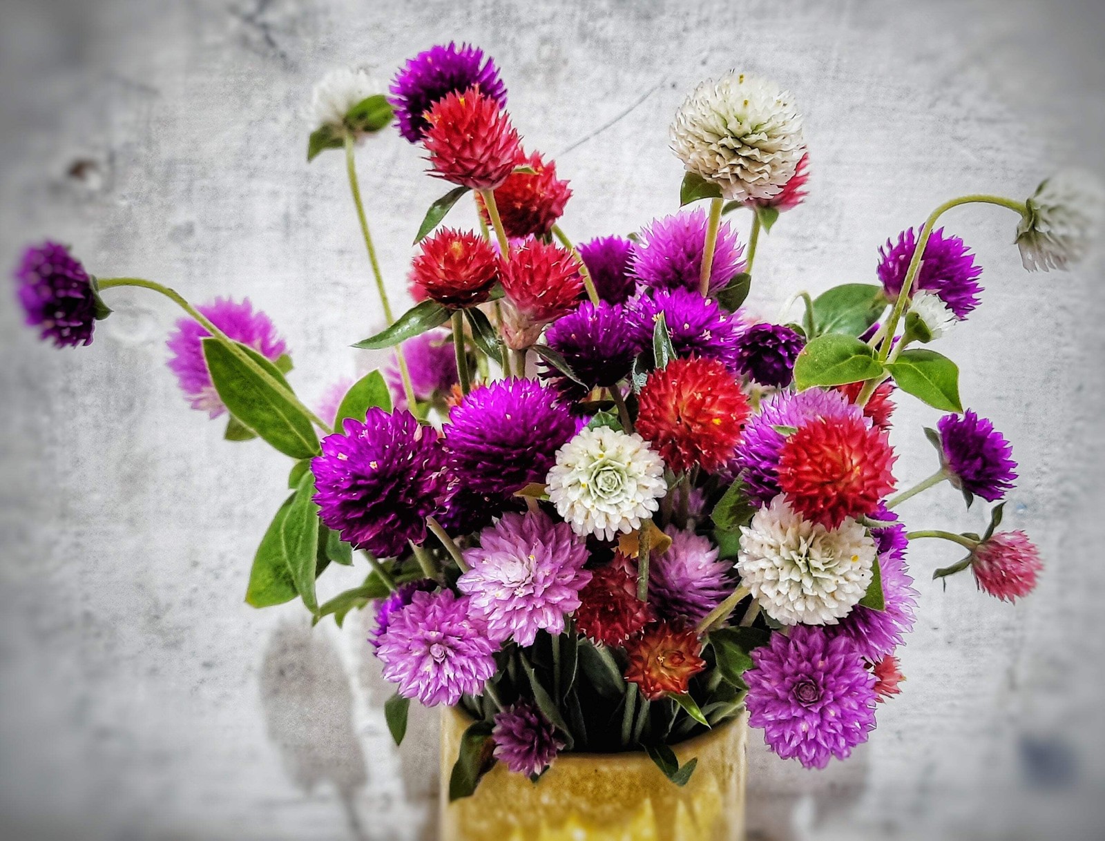 50 GLOBE AMARANTH MIX Gomphrena Globosa Mixed Colors Amaranthus Flower Seeds