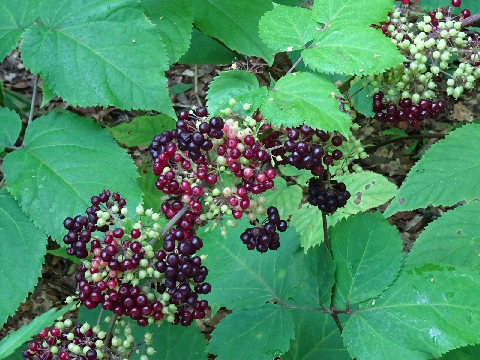 American spikenard Aralia racemosa Native perennial 25 seeds