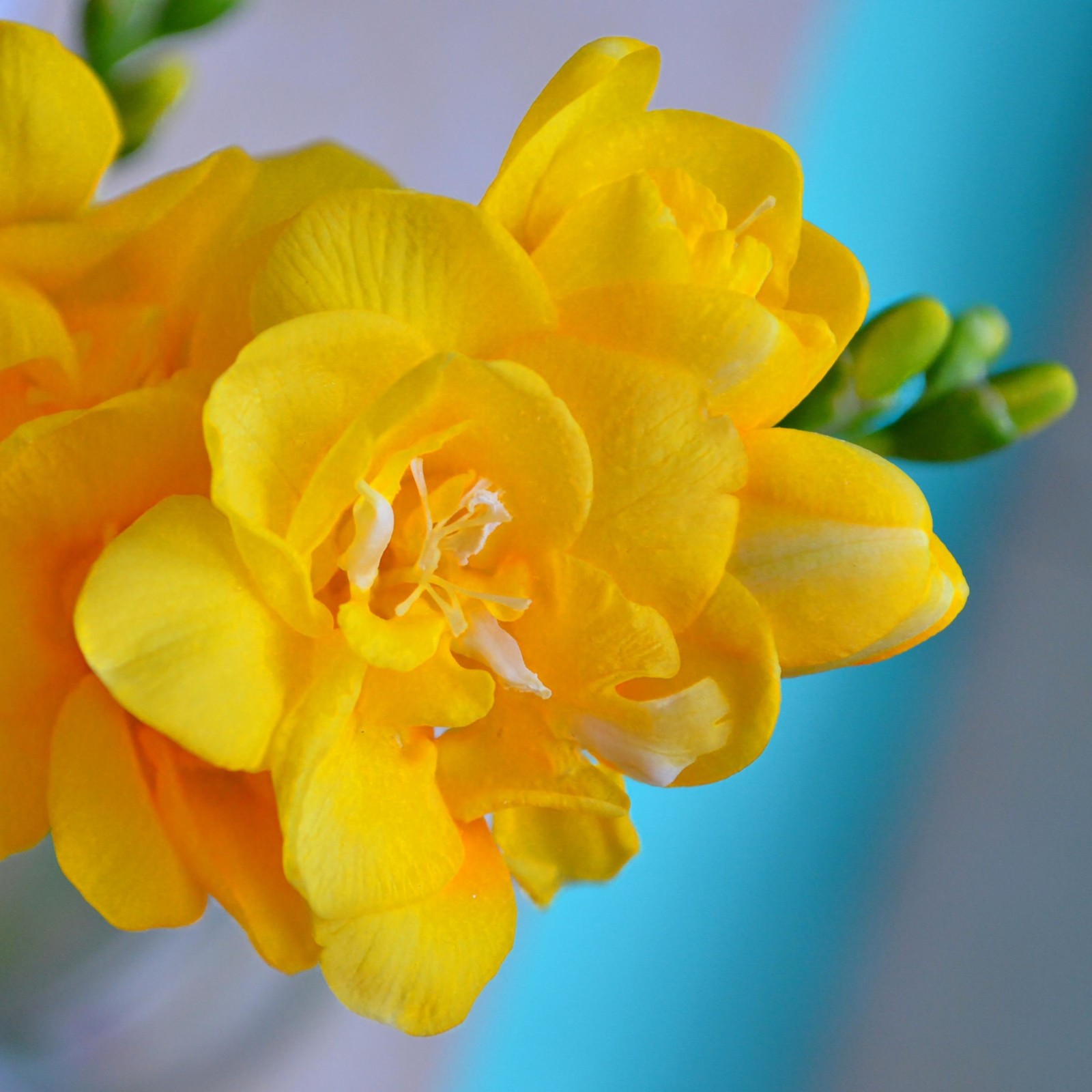 Freesia Double Yellow 15 Plant Bulbs, Spring Flowers Bloom in Sun