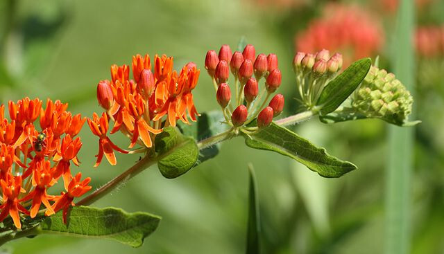 MILKWEED 100 SEEDS, ASCLEPIAS TUBEROSA, ORANGE BUTTERFLY WEED, EZ TO GROW.