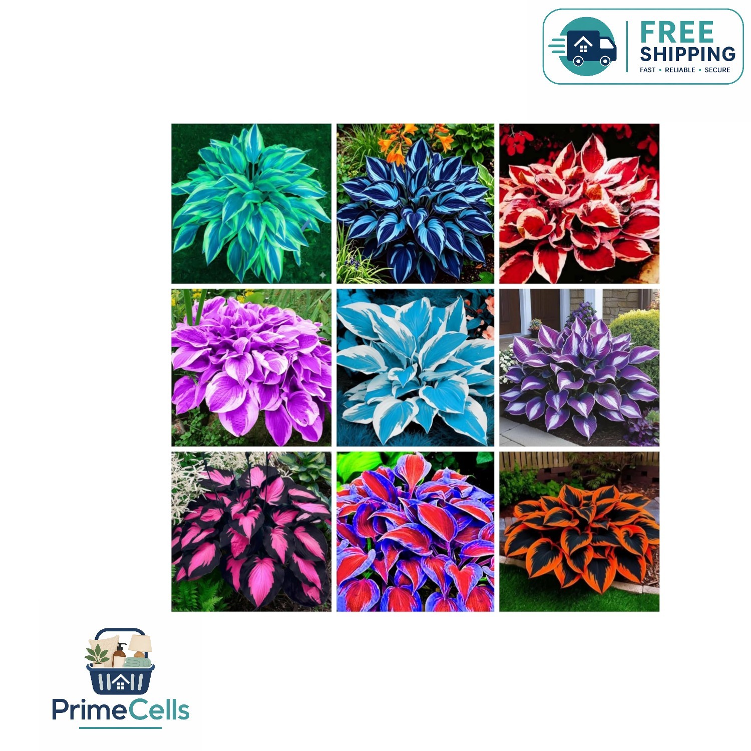 GMO-Free Hosta Seeds – 390+ Perennial Seeds for Low Maintenance Gardening
